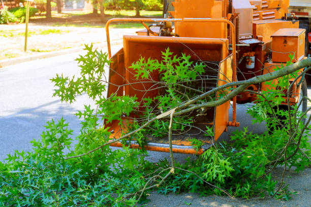 Best Tree Removal for Businesses  in USA